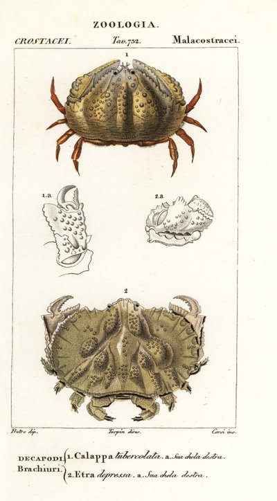 Krab pudełkowy i krab Aethra autorstwa Corsi Corsi