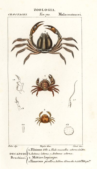 Krab najeżony, Pilumnus hirtellus 1, jasnoniebieski krab żołnierz, Mictyris longicarpus 2, krab grochowy, Pinnotheres pisum 3 autorstwa Corsi Corsi