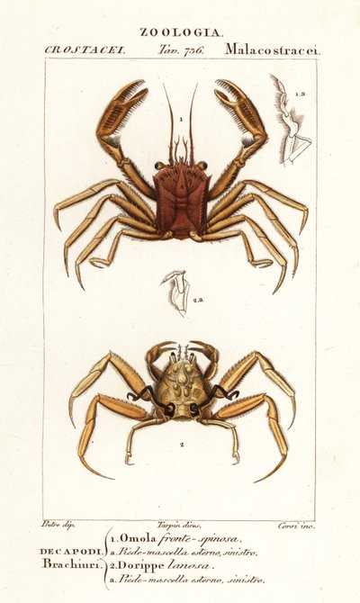 Krab nosiciel i krab dorrid autorstwa Corsi Corsi