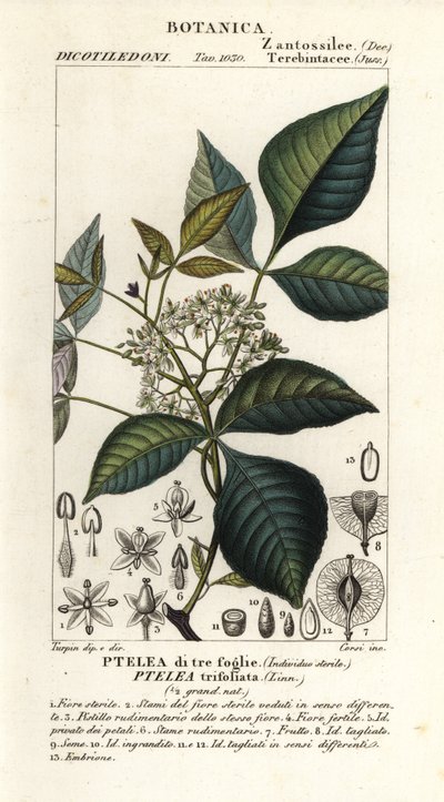 Chmiel zwyczajny, Ptelea trifoliata, Ptelea trójlistna autorstwa Corsi Corsi
