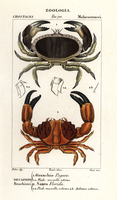 Krab jadalny i krab bruzdowany autorstwa Corsi Corsi