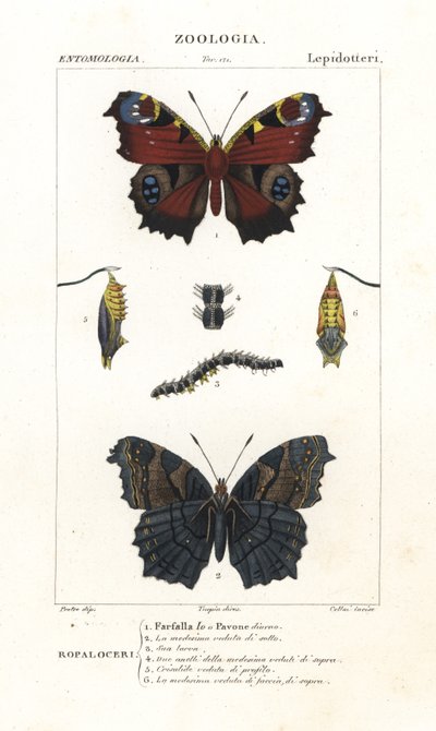 Europejski paw motyl , Aglais io autorstwa Corsi Corsi