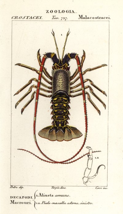 Europejski homar , Palinurus elephas autorstwa Corsi Corsi