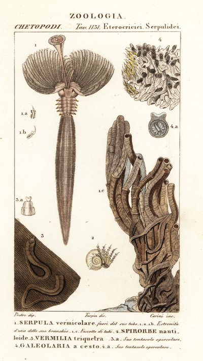 Wachlarzowiec, Serpula vermicularis 1, wieloszczetowiec, Spirorbis corrugatus 2, pierścienicowaty, Spirobranchus triqueter 3 i Galeolaria caespitosa 4 autorstwa Corsi Corsi