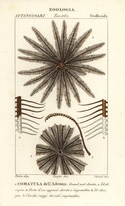 Liliowiec gwiazdowy, Oligometrides adeonae, Comatula adeonae, Comatula dellAdeona autorstwa Corsi Corsi