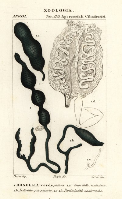 Zielona Spoonworm , Bonellia viridis autorstwa Corsi Corsi