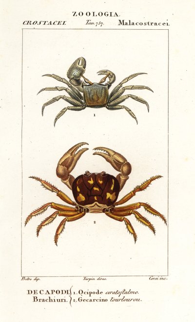 Rogaty krab duch i krab zombie autorstwa Corsi Corsi