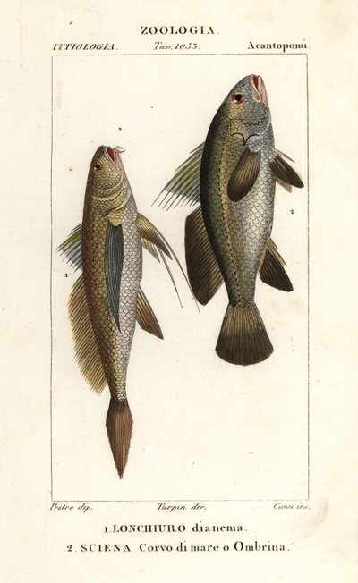 Konował długoogonowy, Lonchurus lanceolatus 1 i skąpy, krakacz, bas kamienny, cień rybi, Argyrosomus regius 2 autorstwa Corsi Corsi