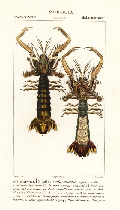 Krewetka modliszkowa, Lysiosquilla scabricauda autorstwa Corsi Corsi