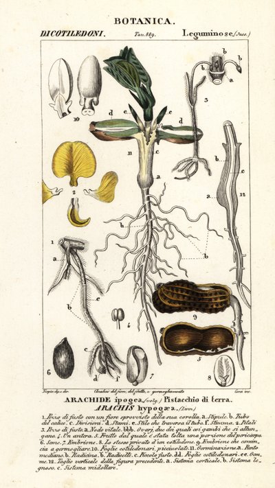 Orzeszki ziemne lub ziemne, Arachis hypogaea autorstwa Corsi Corsi