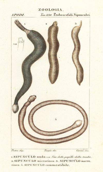 Robaki orzechowe, Sipunculus nudus 1, Siphonosoma Cumanense 4 itd. autorstwa Corsi Corsi