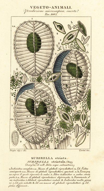 Plankton, Surirella striatula, Surirella striata autorstwa Corsi Corsi