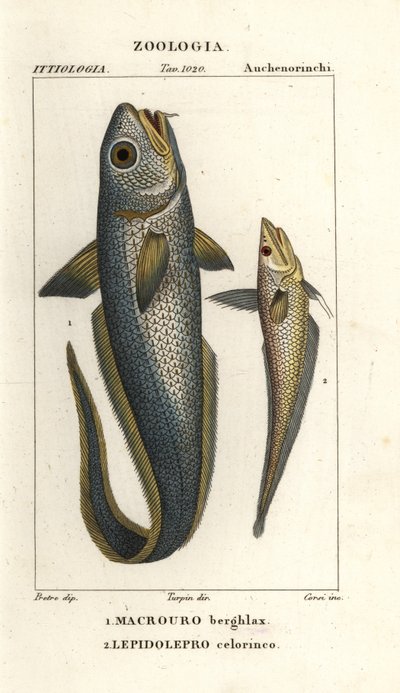 buławik siwy lub buławik cebulkowy, Macrourus berglax 1 i buławik pustynny, Coelorhynchus caelorhincus (Lepidoleprus coelorhinchus) 2 autorstwa Corsi Corsi