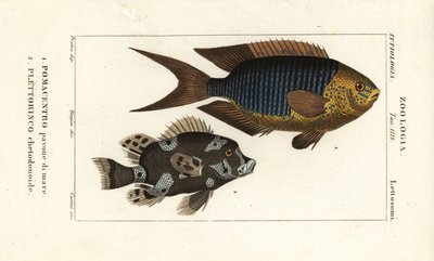 Szafirowa dama, Pomacentrus pavo, pavone di mare 1 i arlekin sweetlips, Plectorhinchus chaetodonoides, Plettorinco chetodonoides 2 autorstwa Corsi Corsi