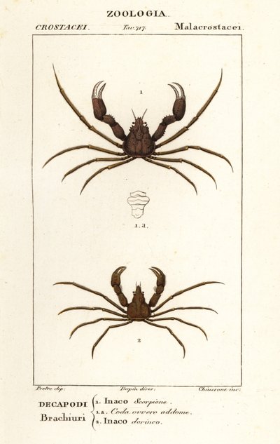 Skorpion krab pająk i krab pająk Leacha autorstwa Corsi Corsi