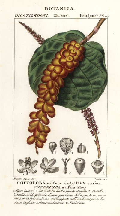 Winogrono morskie lub winogrono laurowe, Coccoloba uvifera, Winogrono morskie autorstwa Corsi Corsi