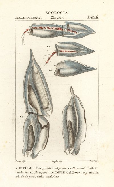 Syfonofory, Diphyes dispar, Diphyes boryi, Difie del Bory autorstwa Corsi Corsi
