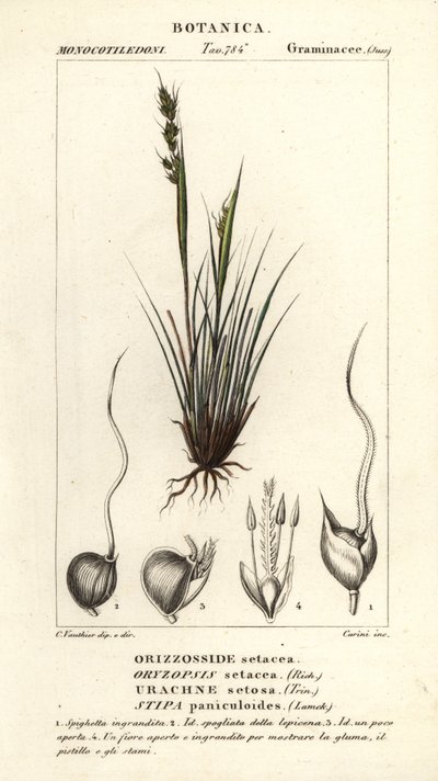 Trawa ogrodowa , Piptochaetium panicoides autorstwa Corsi Corsi