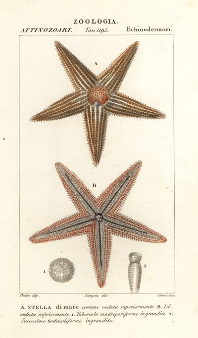 Rozgwiazda lub gwiazda morska, Asterias rubens autorstwa Corsi Corsi
