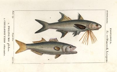 Płetwy pasiaste i bluefish autorstwa Corsi Corsi