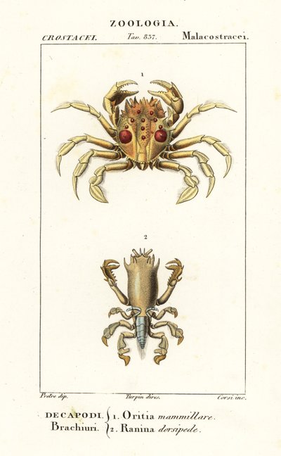 Krab tygrysi i krab żaby autorstwa Corsi Corsi