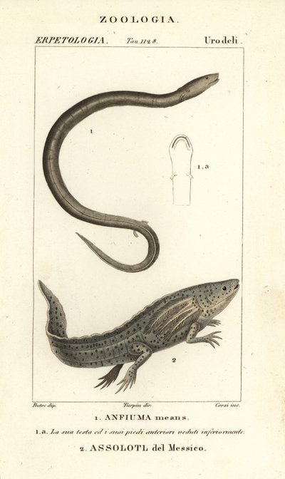Amphiuma dwupalczasta, Amphiuma oznacza, Anfiuma oznacza 1, a krytycznie zagrożona aksolotl lub meksykańska ryba krocząca, Ambystoma mexicanum, Assolotl del Messico 2 autorstwa Corsi Corsi