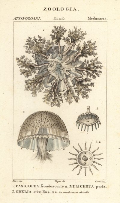 Odwrócona meduza, Cassiopea frondosa 1, gatunki Melicertum 2 i polip obelii 3 autorstwa Corsi Corsi