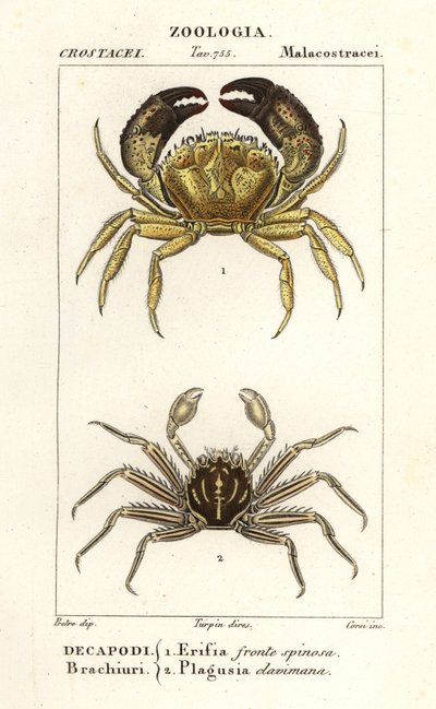 Krab warty i krab płaski autorstwa Corsi Corsi