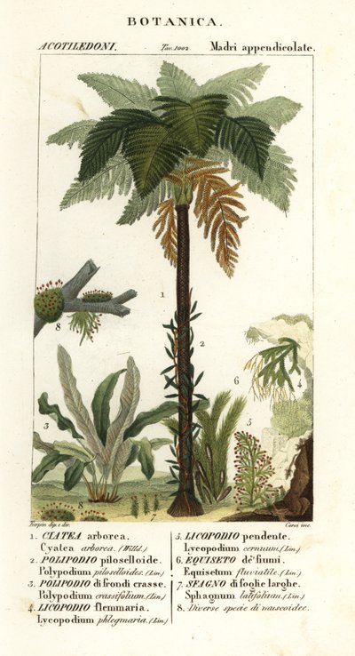 paproć zachodnioindyjska, Cyathea arborea, paproć winorośli, Microgramma piloselloides 2, paproć wdzięczna, Niphidium crassifolium 3, paproć gruboziarnista, Huperzia phlegmaria 4, widłak widłakowiec, Lycopodiella cernua 5, skrzyp wodny autorstwa Corsi Corsi