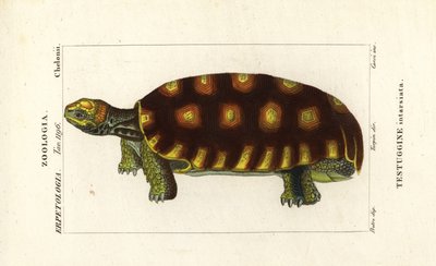 Żółw żółtonogi lub brazylijski żółw olbrzymi , Chelonoidis denticulatus Testudo tabulata Testuginne intarsiata autorstwa Corsi Corsi