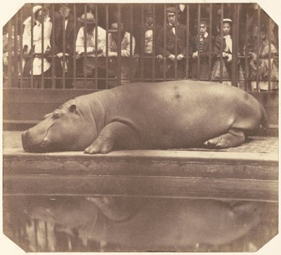 Hipopotam w ogrodach zoologicznych, Regent