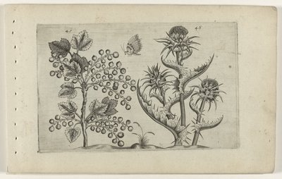 Aalbes i Mariadistel Poznaj lilie (tytuł serii) autorstwa Crispijn van de Passe (I) (attributed to)