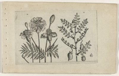 Aksamitka i ciecierzyca Cognoscite lilia (tytuł serii) autorstwa Crispijn van de Passe (I) (attributed to)