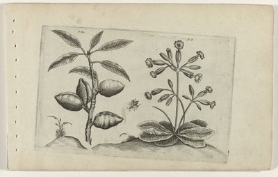 Amandelboom en gulden sleutelbloem Poznaj lilie (tytuł serii) autorstwa Crispijn van de Passe (I) (attributed to)
