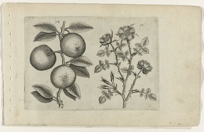Jabłko i róża dla psa Cognoscite lilia (tytuł serii) autorstwa Crispijn van de Passe (I) (attributed to)
