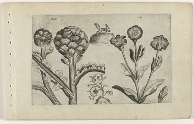 Artisjok en Prikneus Poznaj lilie (tytuł serii) autorstwa Crispijn van de Passe (I) (attributed to)