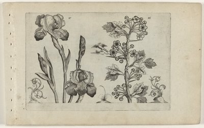 Bardiris i coralmeidoorn Cognoscite Lily (tytuł serii) autorstwa Crispijn van de Passe (I) (attributed to)