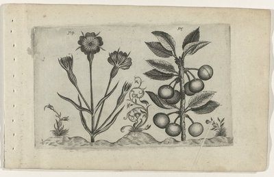Bolderik en zure kers Poznaj lilie (tytuł serii) autorstwa Crispijn van de Passe (I) (attributed to)