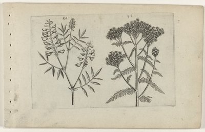 Boswikke i tuizendblad Poznaj lilie (tytuł serii) autorstwa Crispijn van de Passe (I) (attributed to)