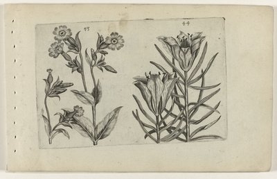 Kwiat kukułki i lilia żytnia Cognoscite lilia (tytuł serii) autorstwa Crispijn van de Passe (I) (attributed to)