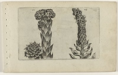 Thunderblade i dziewanna Cognoscite lilia (tytuł serii) autorstwa Crispijn van de Passe (I) (attributed to)