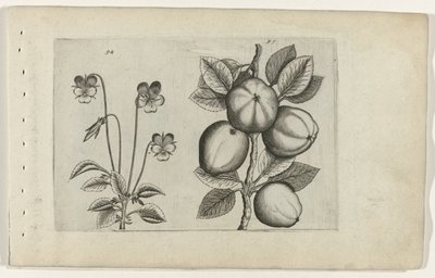 Trójkolorowy fiolet i jabłko Cognoscite lilia (tytuł serii) autorstwa Crispijn van de Passe (I) (attributed to)