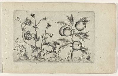 Dubbele akelei en appel Poznaj lilie (tytuł serii) autorstwa Crispijn van de Passe (I) (attributed to)