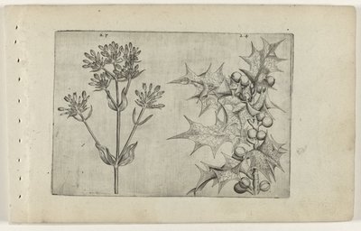 Centaury(?) i Holly Cognoscite lilia (tytuł serii) autorstwa Crispijn van de Passe (I) (attributed to)