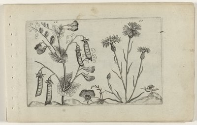 Erwt en korenbloem Poznaj lilie (tytuł serii) autorstwa Crispijn van de Passe (I) (attributed to)