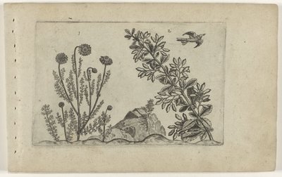 Gewone kamille en zuurbes Poznaj lilie (tytuł serii) autorstwa Crispijn van de Passe (I) (attributed to)