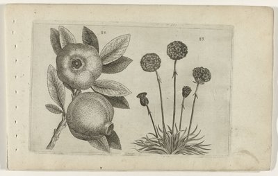 Granaatappel en Engels gras Poznaj lilie (tytuł serii) autorstwa Crispijn van de Passe (I) (attributed to)
