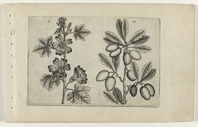 Duża malwa i drzewo oliwne Cognoscite lilia (tytuł serii) autorstwa Crispijn van de Passe (I) (attributed to)