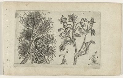 Gaj den en bernagie Poznaj lilie (tytuł serii) autorstwa Crispijn van de Passe (I) (attributed to)