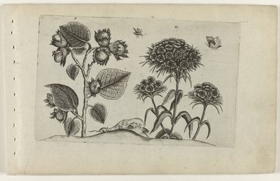 Hazel i słodki William Cognoscite lilia (tytuł serii) autorstwa Crispijn van de Passe (I) (attributed to)
